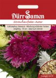 Callistephus chinensis "Strauenfeder Mischung" - Sommeraster