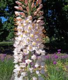 Eremurus robustus - Riesen-Steppenkerze