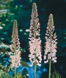 Eremurus robustus - Riesen-Steppenkerze