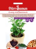 Coffea arabica - Zwerg-Kaffeestrauch