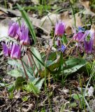 Erythronium dens-canis - Forellenlilie, Hundszahn