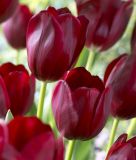 Triumph-Tulpe National Velvet