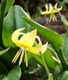 Erythronium "Pagoda" - Forellenlilie, Hundszahn