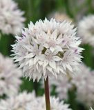 Allium amplectens "Graceful Beauty" - Schmalblttriger Zierlauch