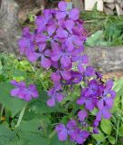 Lunaria annua - Silbertaler, Judaspfennig