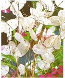 Lunaria annua - Silbertaler, Judaspfennig