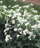 Lunaria annuua "Alba" - Silbertaler, Judaspfennig