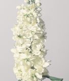 Matthiola incana "Schnitt Weiß" - Levkoje