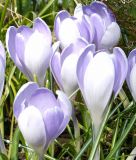 Groblumiger Krokus Crocus vernus "Vanguard"