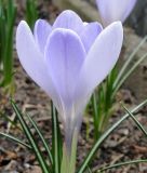 Groblumiger Krokus Crocus vernus 