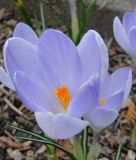 Groblumiger Krokus Crocus vernus 