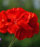 Pelargonium zonale "Multibloom F1 Red" - Stehende Pelargonie