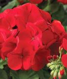 Pelargonium zonale "Maverick F1 Scarlet" - Stehende Pelargonie