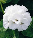 Pelargonium zonale "Maverick F1 White" - Stehende Pelargonie