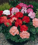 Pelargonium zonale "Maverick F1 Mixed" - Stehende Pelargonie