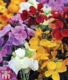 Erysimum cheirii "Sugar Rush F1" - Goldlack