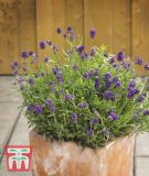 Lavandula angustifolia "Mini Blue" - Lavendel