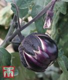 Aubergine "Melanzana Prosperosa" - Solanum melongena