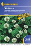 Weiklee - Trifolium repens - Grndnger