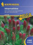 Inkarnatklee - Trifolium incarnatum var. sativum - Grndnger