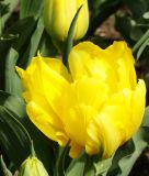Geflltblhende frhe Tulpe Monte Carlo