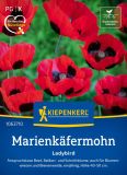 Papaver commutatum "Ladybird" - Marienkfermohn