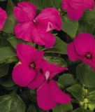 Impatiens walleriana "Lollipop F1 Pomgranate Carmine" - Fleiiges Lieschen