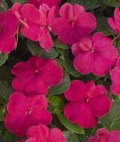 Impatiens walleriana "Lollipop F1 Fruit Punch Rose" - Fleiiges Lieschen