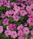 Impatiens walleriana "Lollipop F1 Bubblegum Pink" - Fleiiges Lieschen