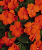 Impatiens walleriana "Lollipop Orange" - Fleiiges Lieschen