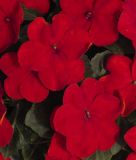 Impatiens walleriana "Lollipop F1 Cherry Red" - Fleiiges Lieschen
