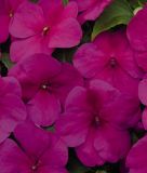 Impatiens walleriana "Lollipop F1 Raspberry Violet" - Fleiiges Lieschen