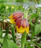 Fritillaria michailovskyi - Trkische Schachbrettblume