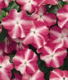 Impatiens walleriana "Balance F1 Rose Star" - Fleiiges Lieschen