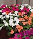 Impatiens walleriana "Lollipop F1 Maxi Mix" - Fleiiges Lieschen