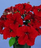 Petunia grandiflora "Parade Plus F1 Red" - Petunie