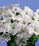 Petunia grandiflora "Parade Plus F1 White" - Petunie