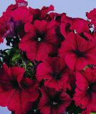 Petunia grandiflora "Parade Plus F1 Burgundy" - Petunie