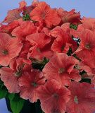 Petunia grandiflora "Parade Plus F1 Salmon" - Petunie