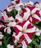 Petunia grandiflora "Parade F1 Rose Star" - Petunie