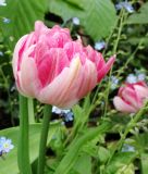 Geflltblhende frhe Tulpe Peach Blossom