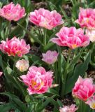 Geflltblhende frhe Tulpe Peach Blossom