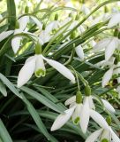 Galanthus nivalis - Kleines Wald-Schneeglckchen