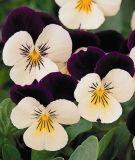 Viola cornuta "Sorbet XP F1 White Jump Up" (Coconut Duet) - Hornveilchen