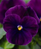 Viola cornuta "Sorbet XP F1 Purple" - Hornveilchen