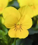 Viola cornuta "Sorbet XP F1 Yellow" - Hornveilchen