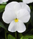 Viola cornuta "Sorbet XP F1 White" - Hornveilchen