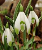 Galanthus nivalis "Viridi-apice" - Grnspitziges Schneeglckchen