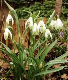 Galanthus nivalis 