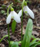 Galanthus woronowii - Woronow-Schneeglckchen